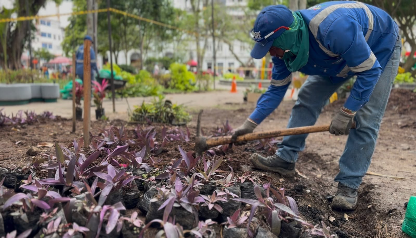 La Plaza de Bolívar florece con un regalo de Ibagué Limpia y Ambiental